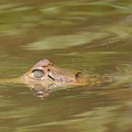 Keilkopf-Glattstirnkaiman (Paleosuchus trigonatus)